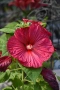 🌸🌿💜 Хибискус Луна Микс (Hibiscus moscheutos LUNA Mix), снимка 4