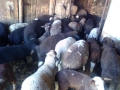 Продавам Агнета, снимка 6
