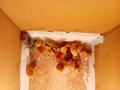 Пиленца Роудайланд , снимка 1