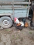 Катунец, снимка 1