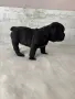Френски булдог.             , снимка 6