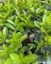🌿☀️🌿 Лавровишна ‘Novita’ / Жив плет (Prunus laurocerasus ‘Novita’), снимка 4