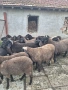 Плевенски черноглави агнета , снимка 2