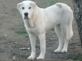 продавам алабаи , снимка 7