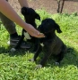 Cane Corso , снимка 7