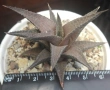 Хавортия теселата (Haworthia tessellata), сукулентно растение, снимка 2