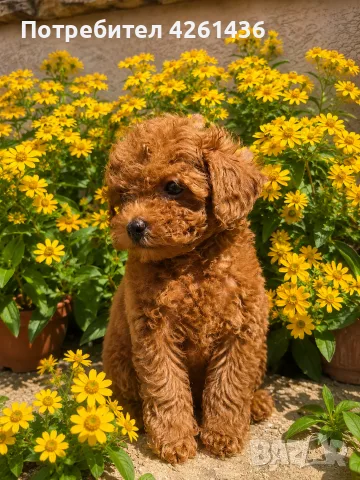 Той Пудел /Poodle Toy / , снимка 3 - Пудели - 55421052
