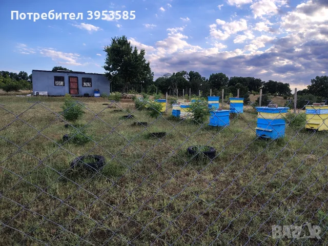 чист пчелен мед. Букет, снимка 4 - Пчелни продукти - 55429382