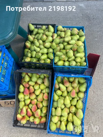 СВЕЖИ КРУШИ ДИРЕКТНО ОТ ПРОИЗВОДИТЕЛЯ! 🍐 , снимка 2 - Други - 55663964