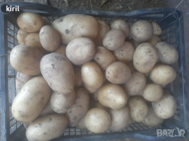 Пресни домашни картофи , снимка 3 - Домашни продукти - 55049333