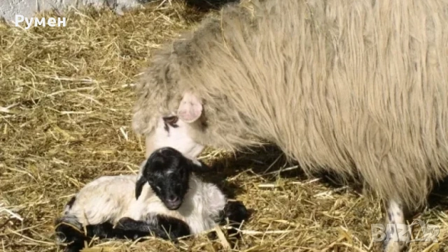 Домашни агнета за Гергьовден – Екологично чисти