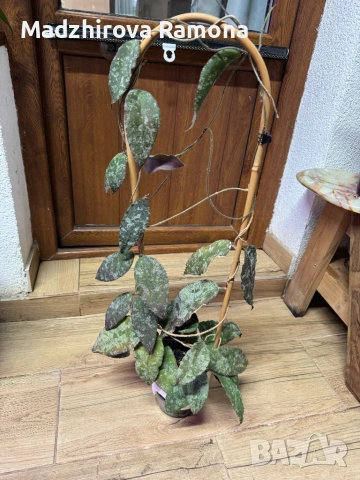 Hoya Хоя Caudata Green Borneo 