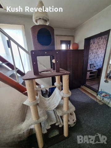 Котешка катерушка