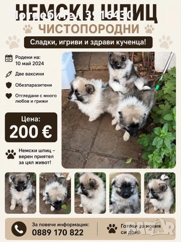 Куче Немски шпиц 