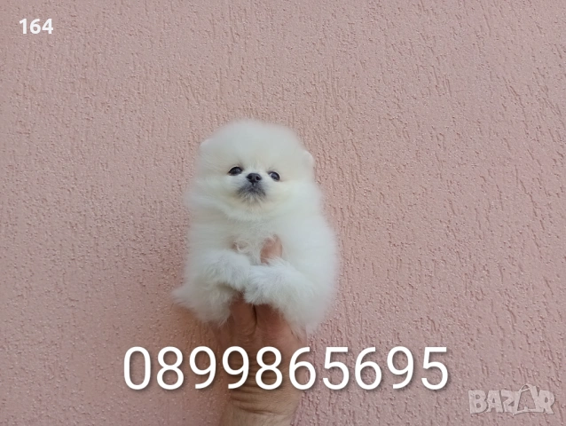 Померан. Реални снимки !, снимка 3 - Померан - 54275557