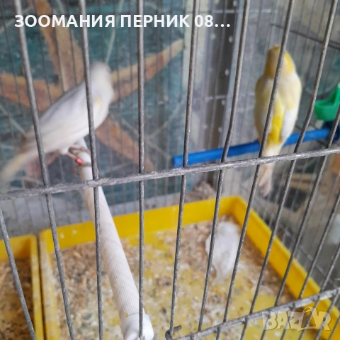 канарчета , снимка 2 - Канари - 54766453
