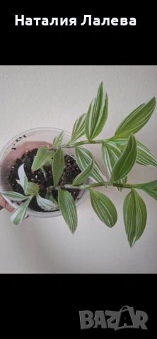 Традесканция, tradescantia albiflora albovittata, снимка 2 - Стайни растения - 55019196