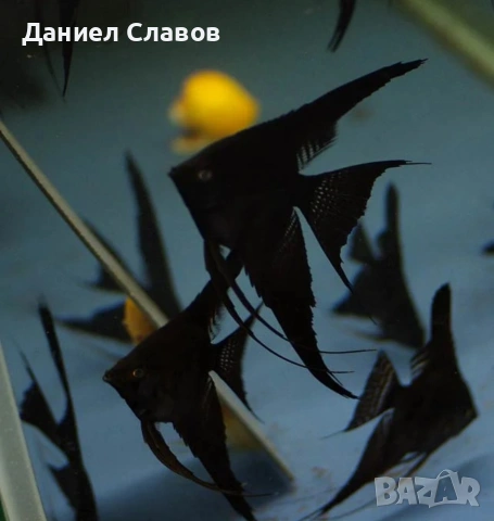 Черни шлаерни скаларии., снимка 3 - Рибки - 54377991