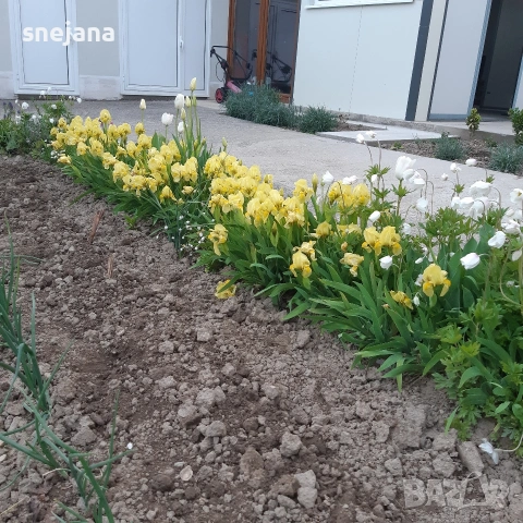 Ириси грудки жълт,бял