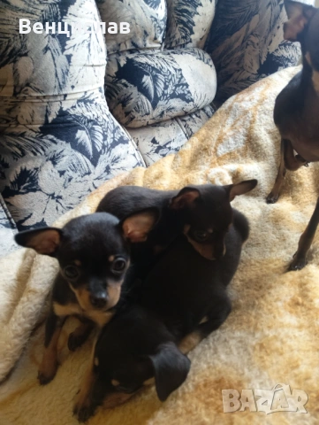 Пинчерчета мини, снимка 9 - Пинчер - 53850774