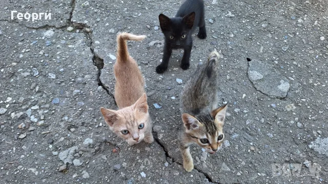 Подарявам котенца