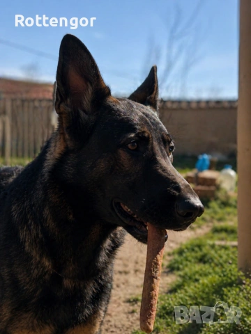 Сивак (Работна немска овчарка), снимка 2 - Немска овчарка - 54368047