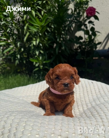 Кавапу Cavapoo, снимка 2 - Кавалер кинг чарлз шпаньол - 54801958