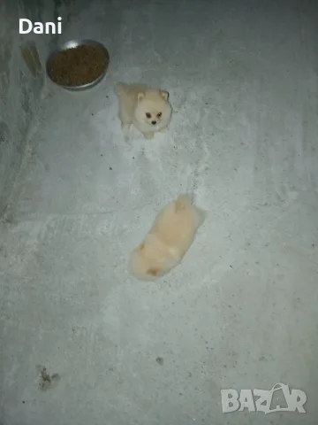 Mini Pomeran sladyri