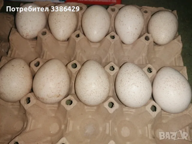 Неми и крякащи патета и едногодишни такива , снимка 14 - Патици и гъски - 54740867