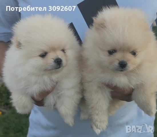 Померани мъжки и женски, снимка 3 - Померан - 55142649