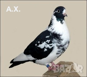 4 чифта Арабски барабанчик (смеячи)