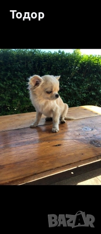 Продавам мини чихуахуа , снимка 5 - Чихуахуа - 54369707