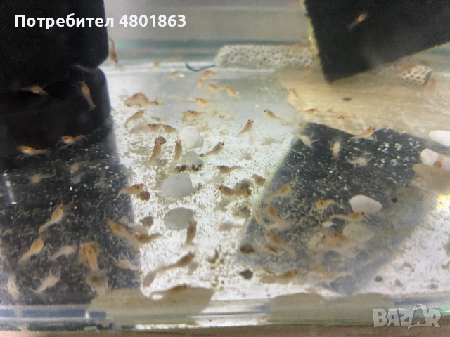 Бебета рачета Procambarus Alleni, снимка 3 - Рибки - 54671554