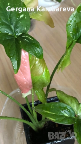 Syngonium Red Spot Tricolor 