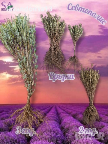 Разсад Лавандула Севтополис, Лавандин и Маслодайна Роза | Директно от производител, снимка 2 - Разсади - 30787134