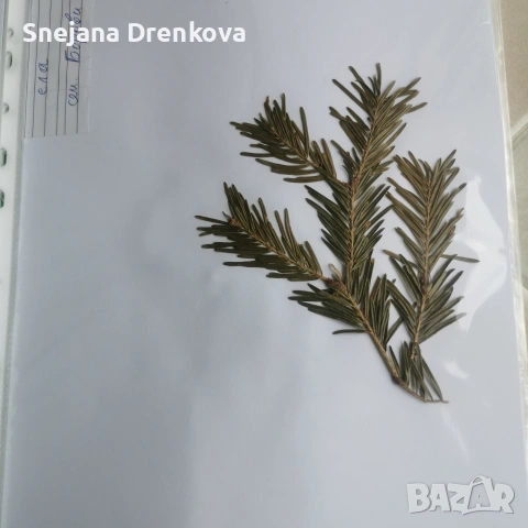 Систематичен хербарий, снимка 3 - Ученически пособия, канцеларски материали - 54607958