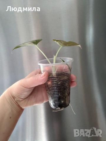 Алоказия Блек Велвет/Alocasia Black Velvet, снимка 2 - Стайни растения - 54899514
