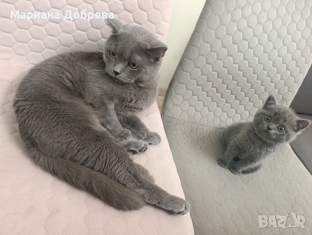 Британско късокосместо мъжко коте, снимка 5 - Британска късокосместа - 54917433