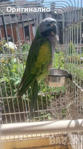 Розовогърд александър 🦜 Китайски Алексанри , снимка 7 - Папагали - 54490747