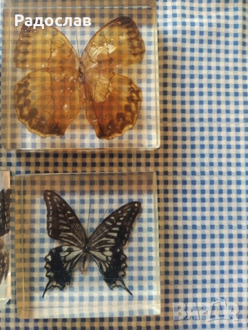 пеперуди Хербарий , снимка 2 - Колекции - 54322488