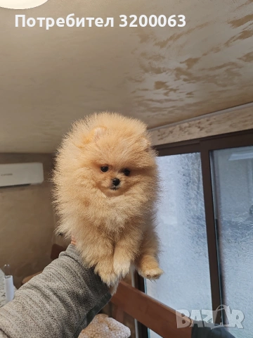 Мини померан мъжко