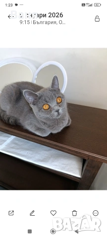 Британска котка