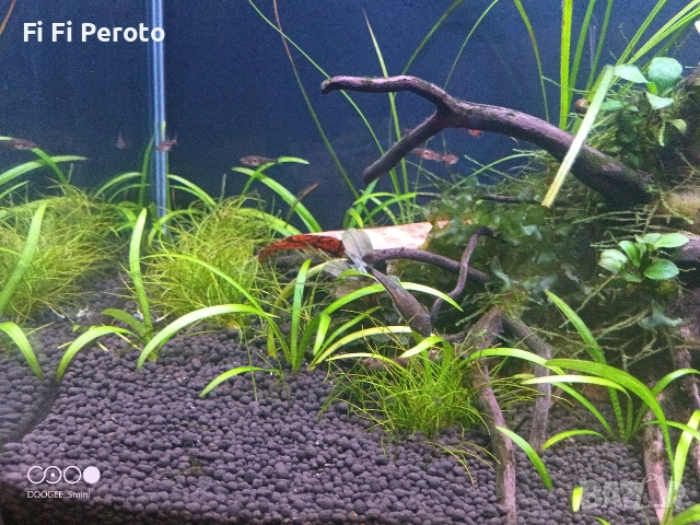 Аквариум цял или поотделно, снимка 10 - Аквариуми - 54046145