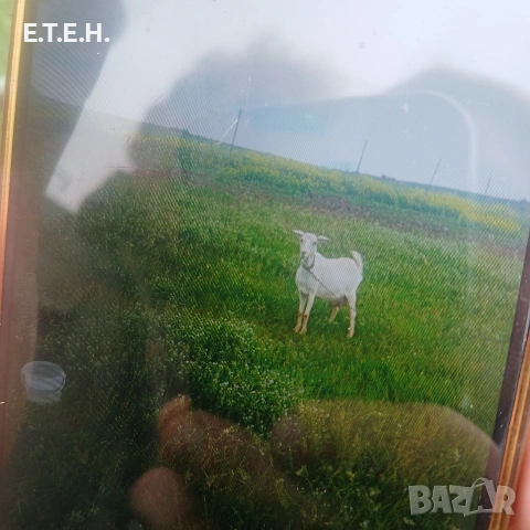 Коза на второ яре, снимка 2 - Кози - 54779823