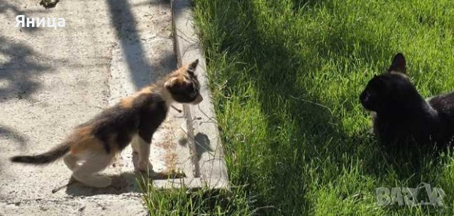 Подаряват се малки котенца, снимка 2 - Други - 55022378