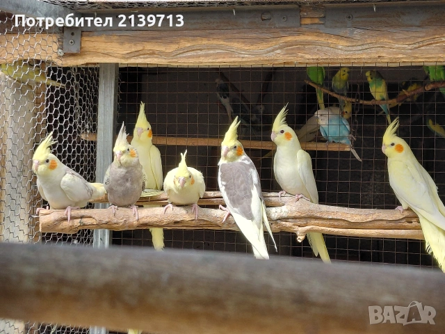 Продавам млади корели и вълнисти папагали от 2026г., снимка 3 - Папагали - 54730684