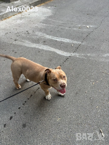 American Pitbull Bully , снимка 3 - Американски стафордширски териер - 54989167