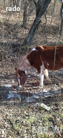 Кобила, снимка 8 - Коне - 54316822