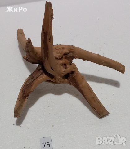 Корен от Азалия /декорация/ 75, снимка 5 - Други - 54102586