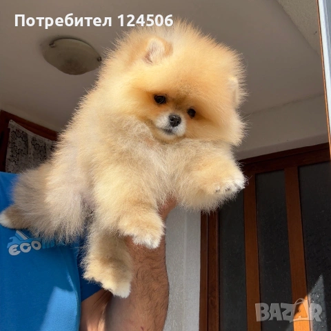 Померан мини померанче, снимка 3 - Померан - 54971092